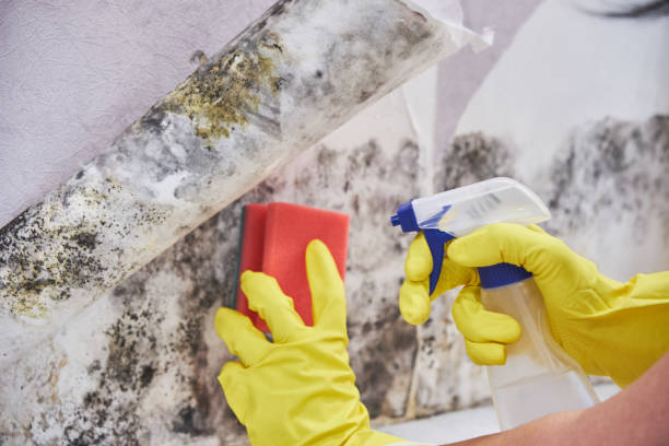 Best Biohazard Mold Removal  in North Salt Lake, UT